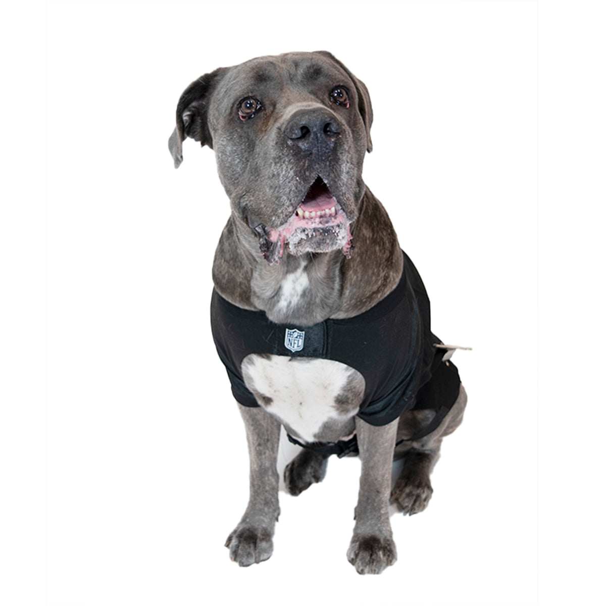 Carolina Panthers Big Custom Pet Stretch Jersey