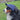Chicago Bears Pet Baseball Hat