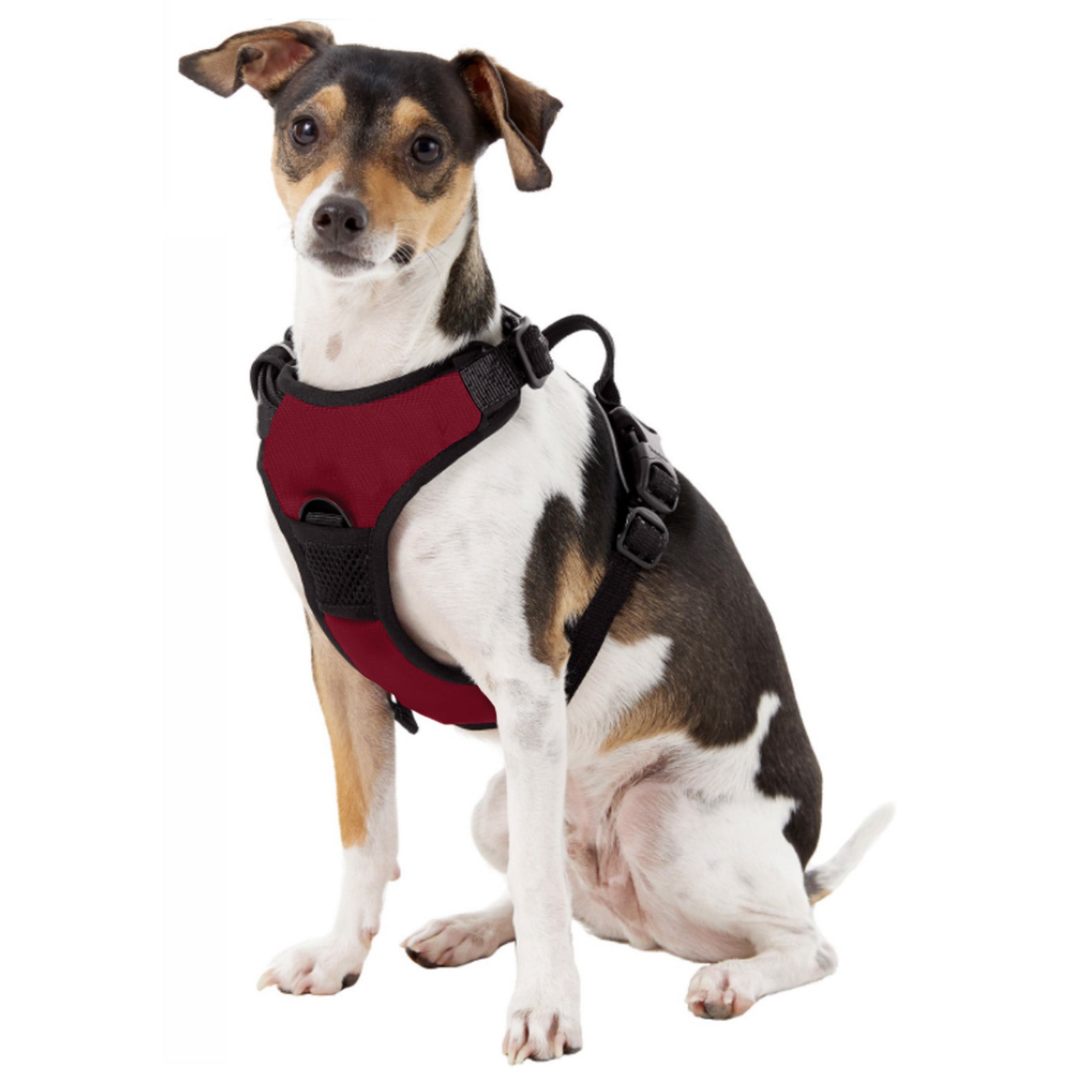 Bob Harness Razorbacks Pet Harness Front Clip Little Earth Arkansas Razorbacks Pet Harness ...