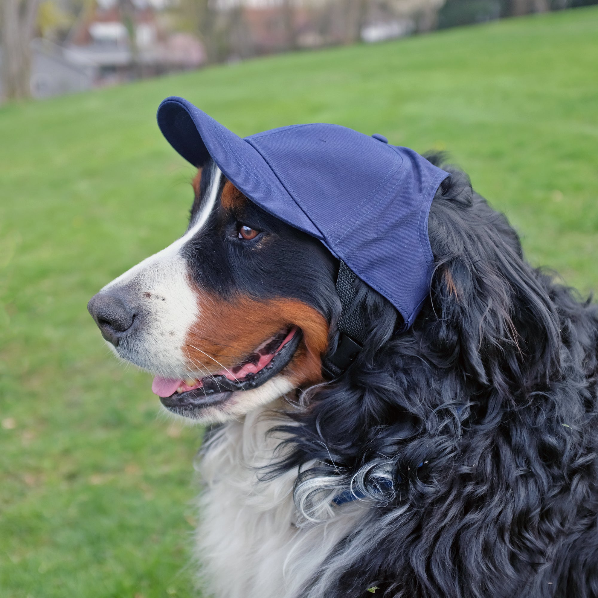 LA Dodgers Dog Baseball Hat / Cap - Blue - Pet Supply Mafia