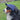 Nashville Predators Pet Baseball Hat