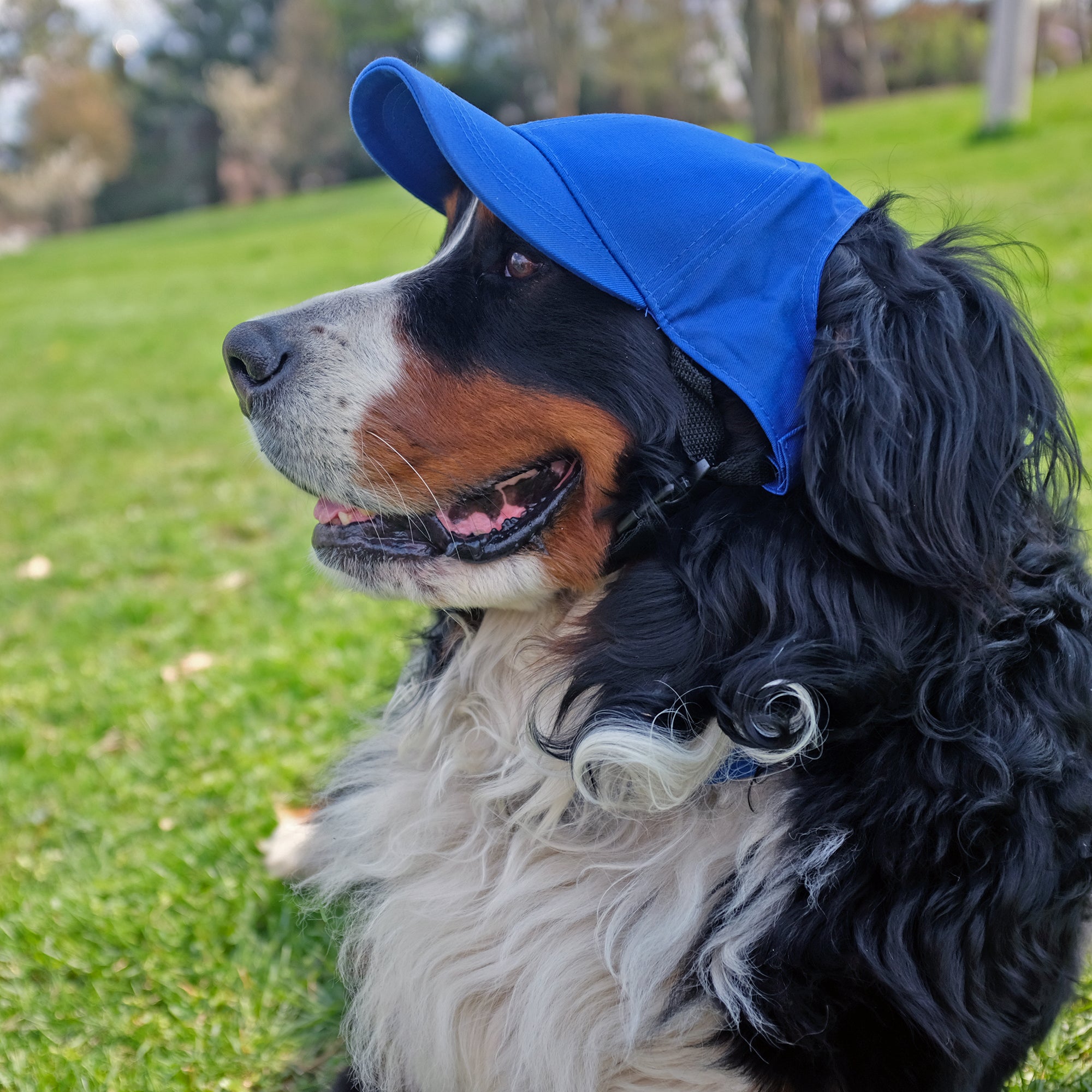 dog baseball hat
